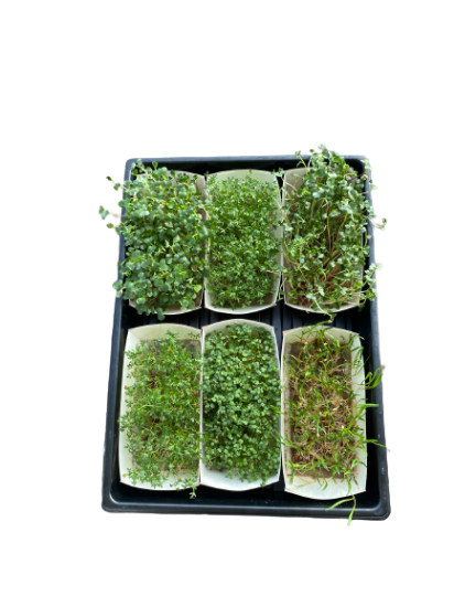 Zabojček (Z)Mešane mikrozelenjave