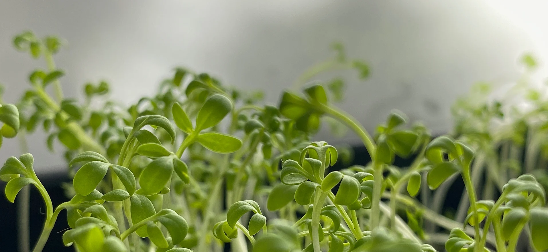 Sveže, polno vitaminov